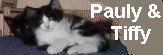 Katzen